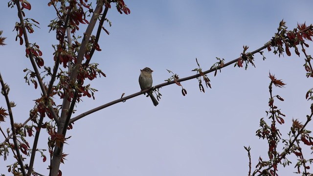 Field Sparrow - ML333003191