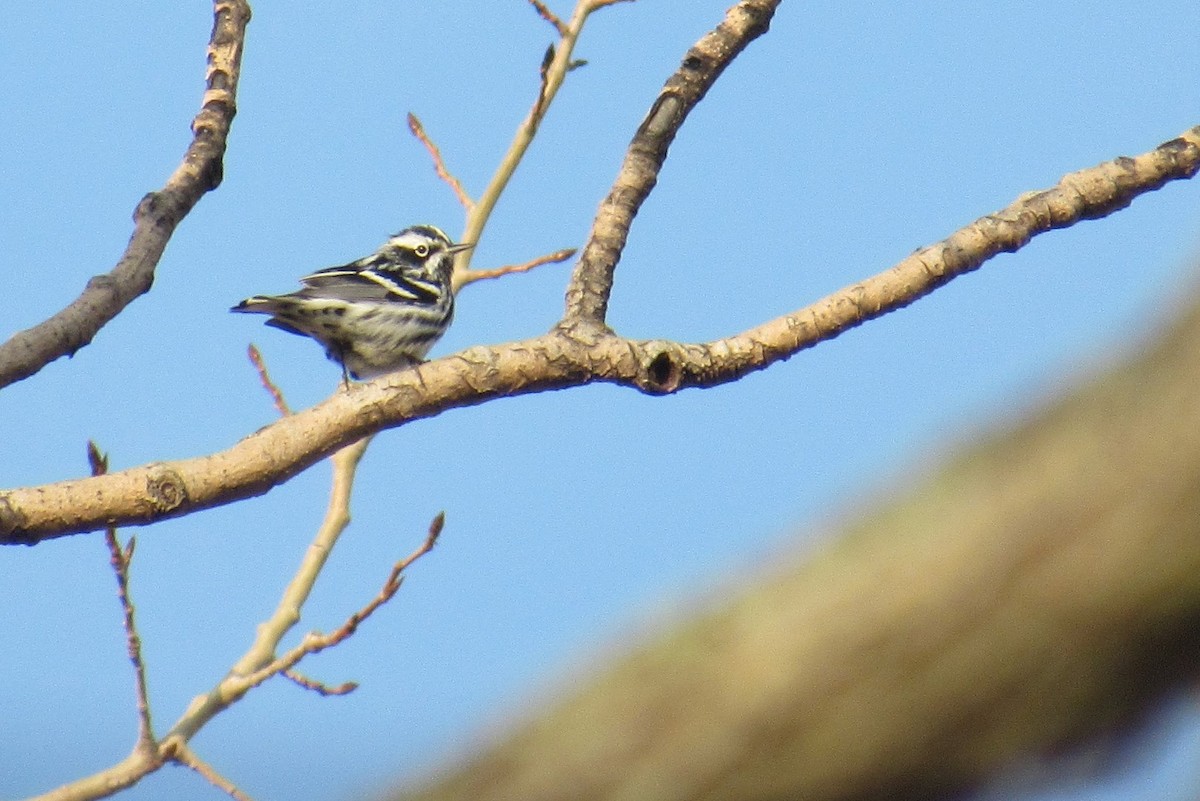 Black-and-white Warbler - Andrew Wolfgang