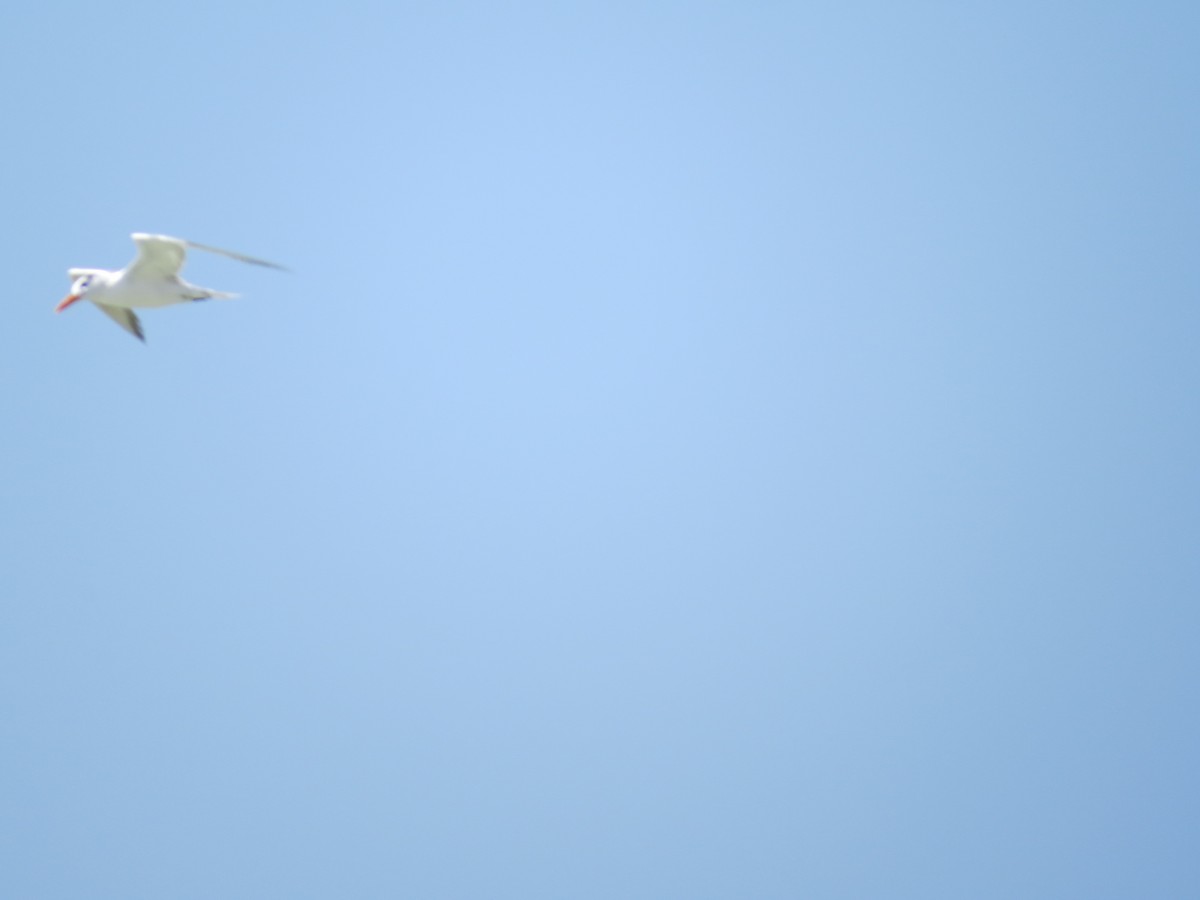 Royal Tern - ML33301541