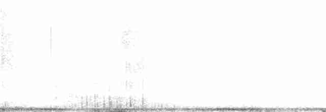 Светлобрюхий фиби - ML333017211