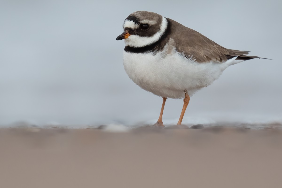 Common Ringed Plover - ML333026591