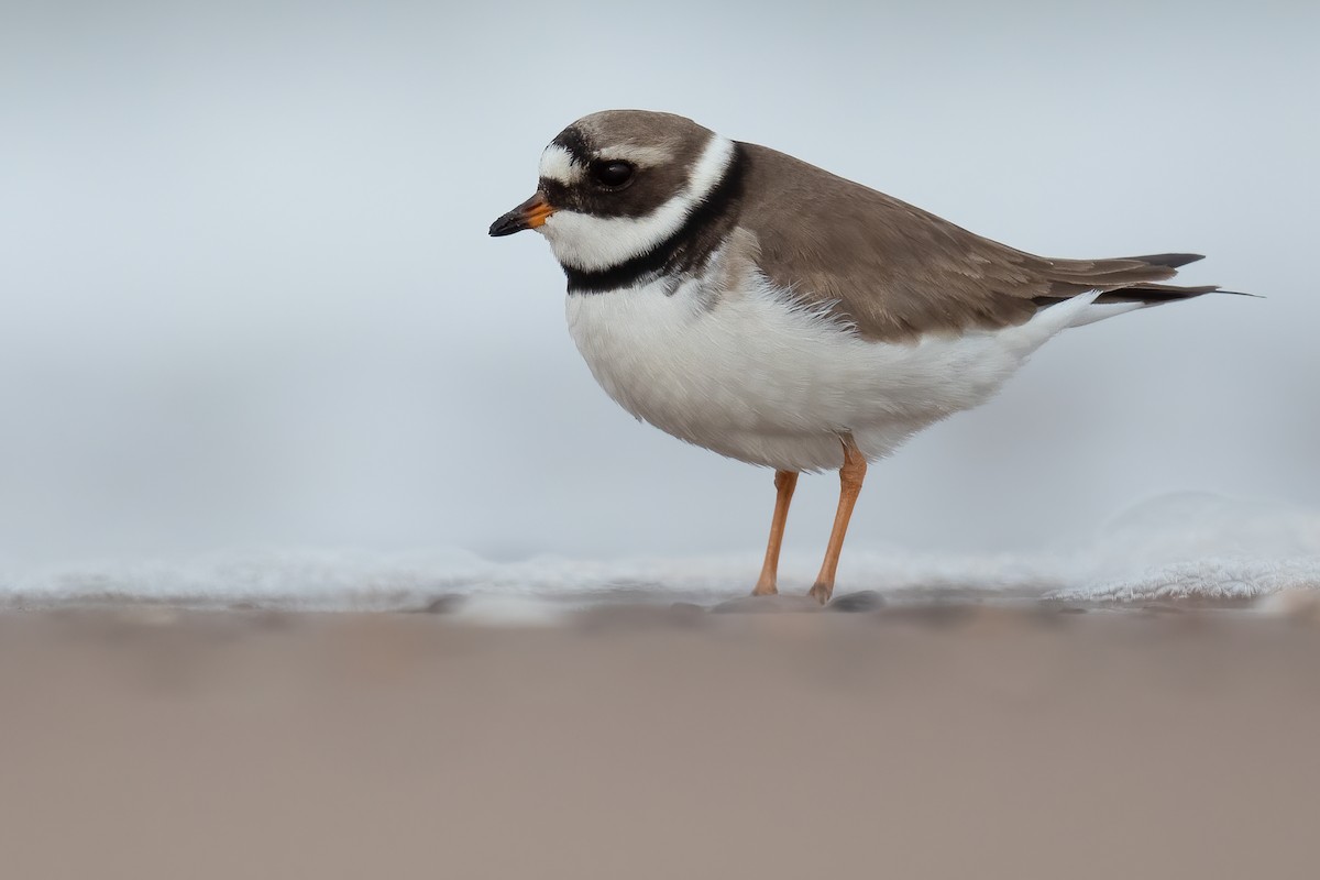 Common Ringed Plover - ML333026621