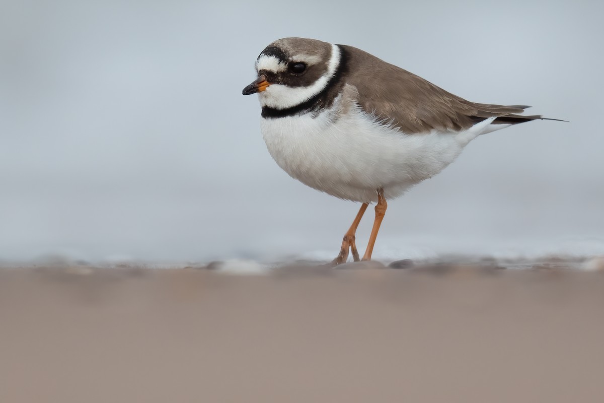 Common Ringed Plover - ML333026811