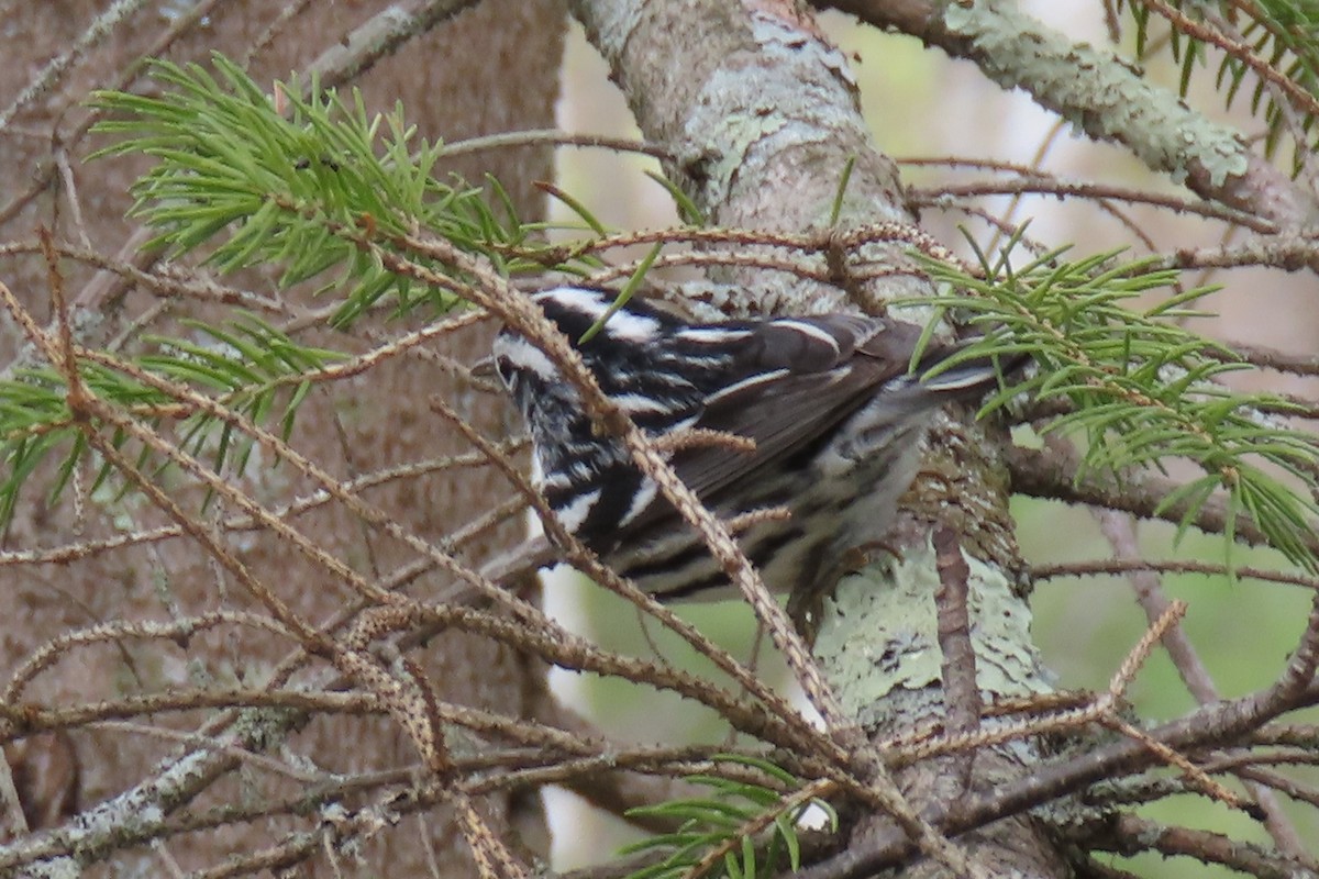 Black-and-white Warbler - ML333028381