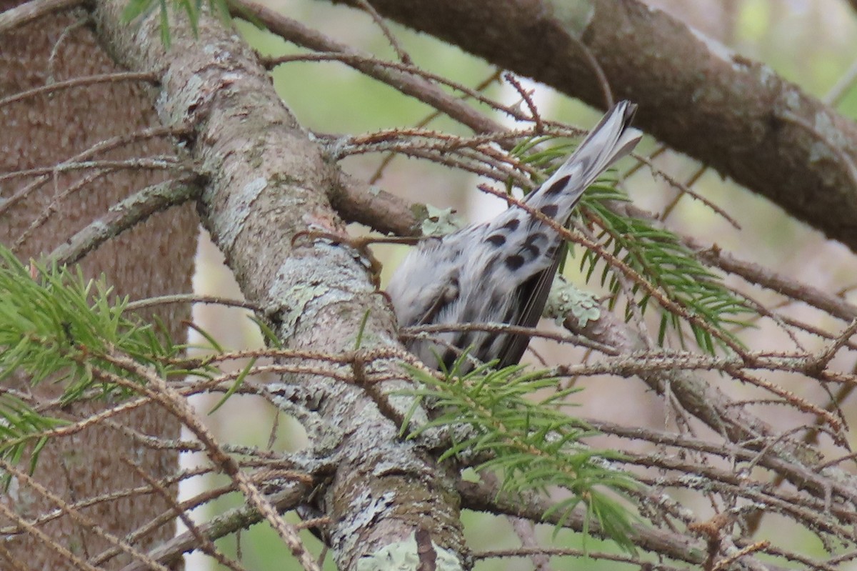 Black-and-white Warbler - ML333028391