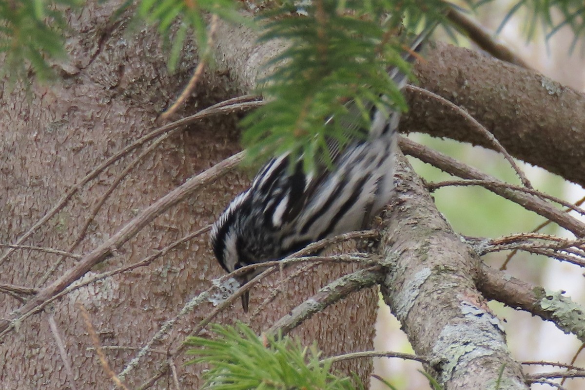 Black-and-white Warbler - Becky Marvil