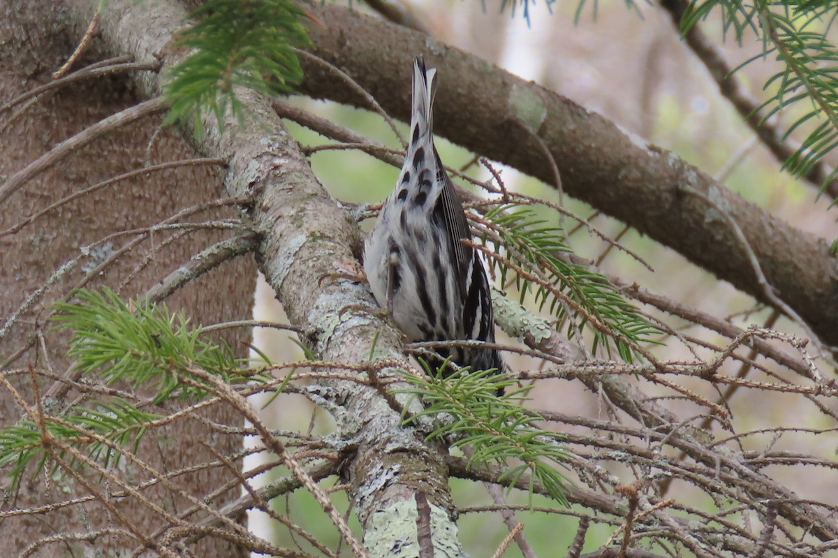 Black-and-white Warbler - ML333028471
