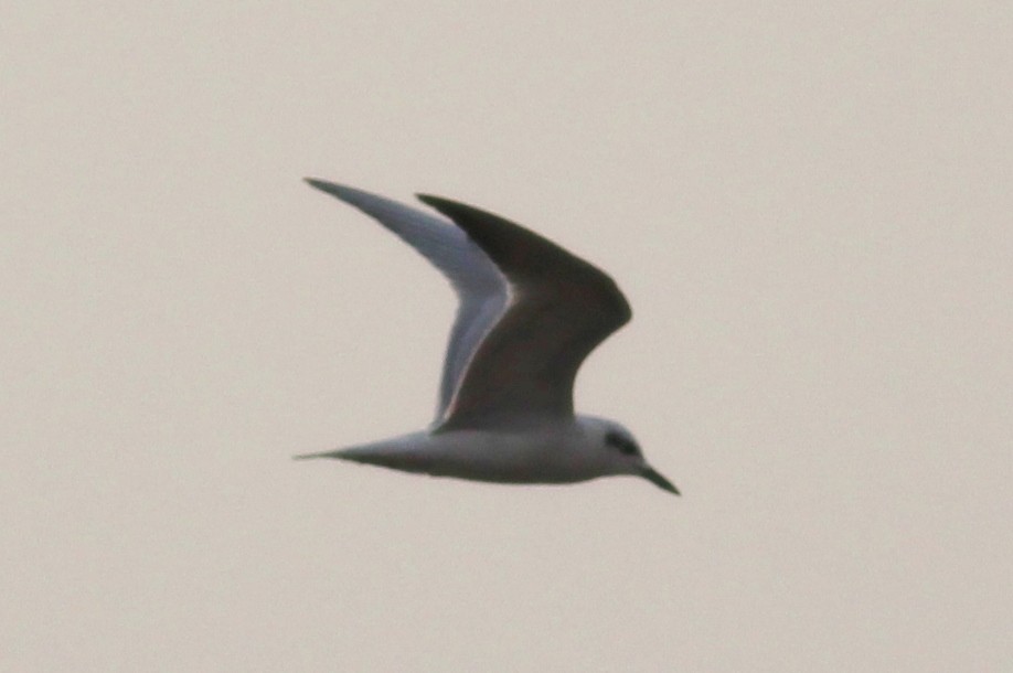 Gull-billed Tern - ML33302931