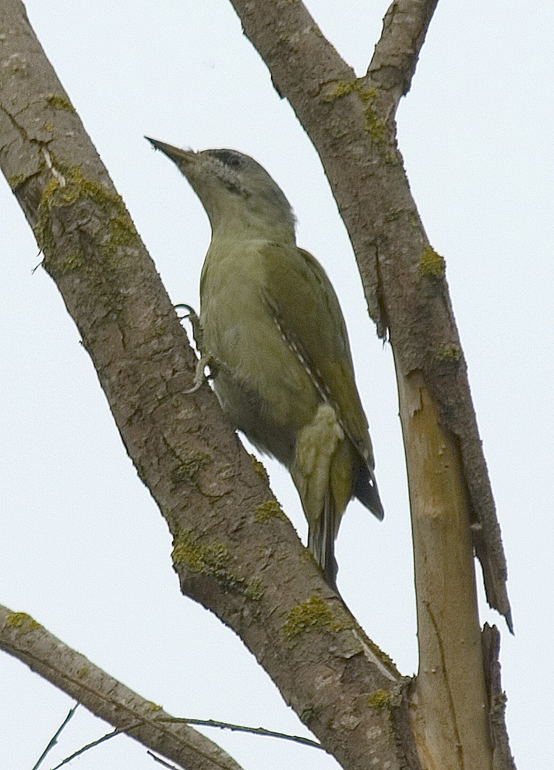 Gray-headed Woodpecker - ML333032101