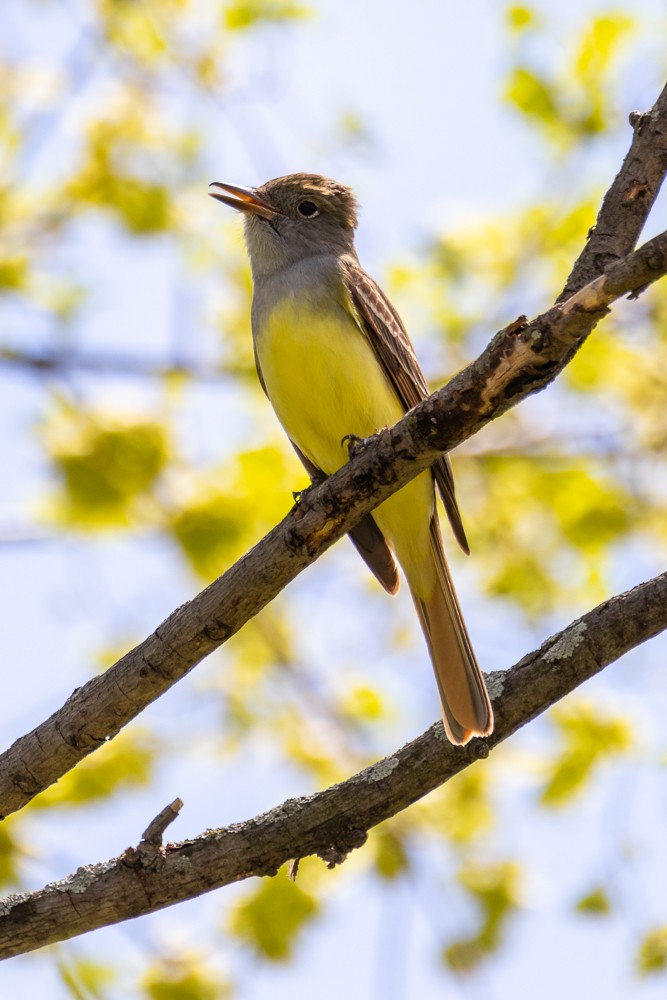 Great Crested Flycatcher - ML333033551
