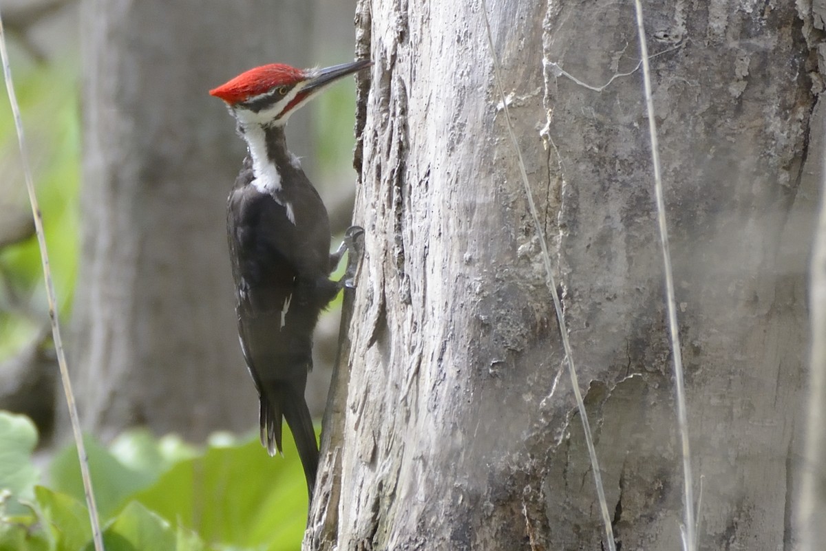 Pileated Woodpecker - ML333034791