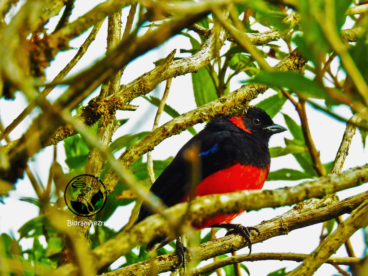 Scarlet-bellied Mountain Tanager - ML33303641