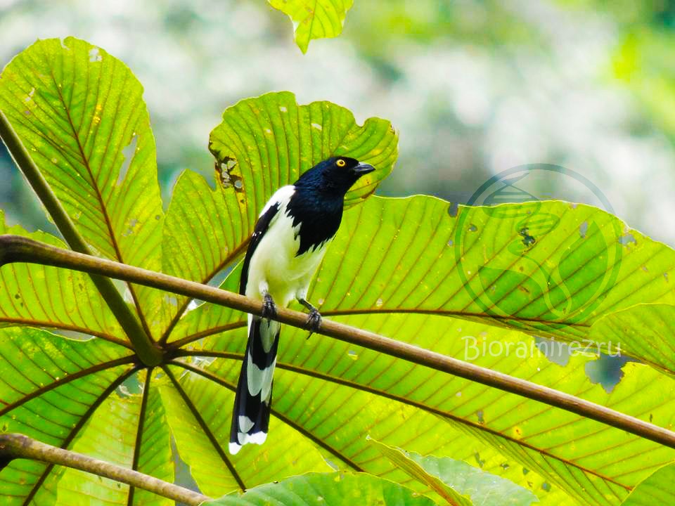 Magpie Tanager - ML33303771