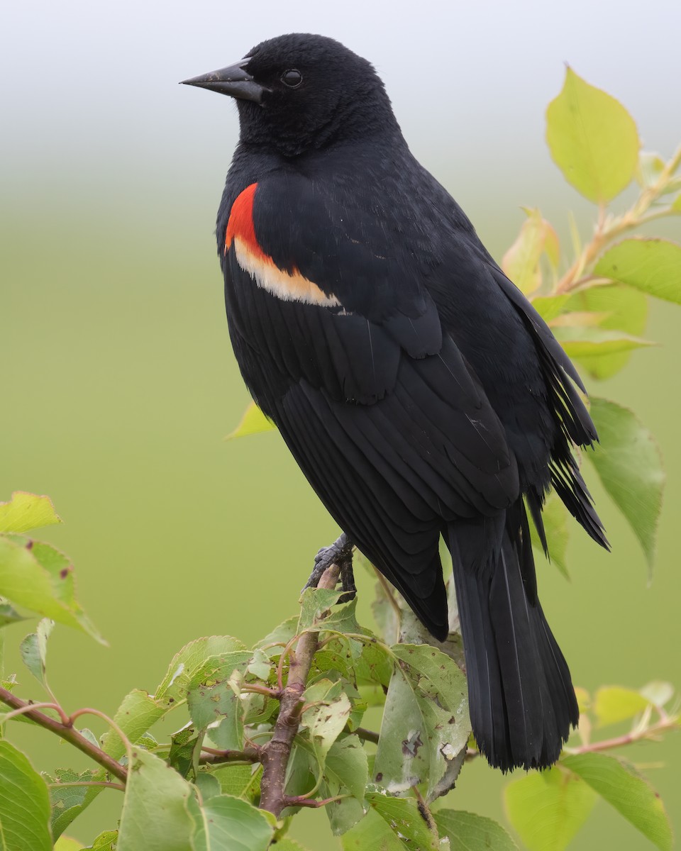 Red-winged Blackbird - ML333039681