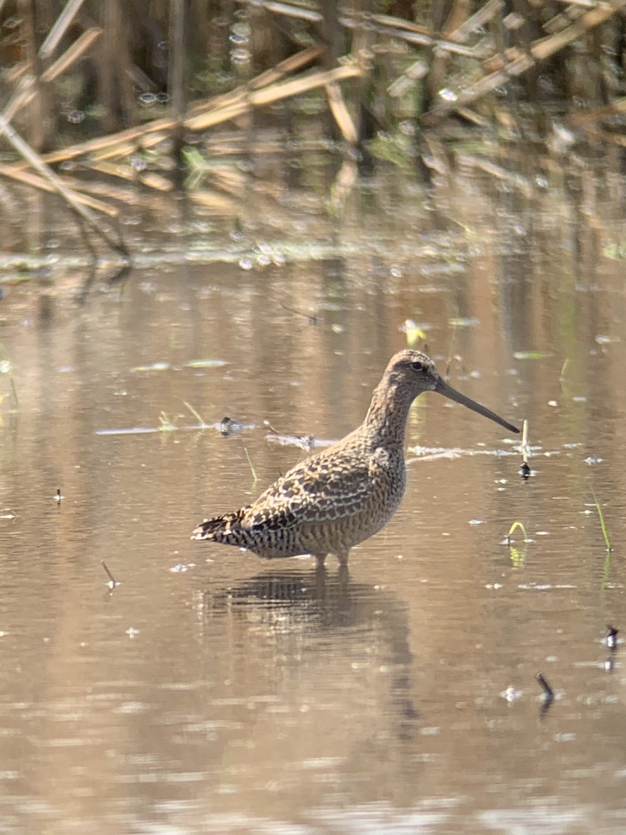 Long-billed Dowitcher - ML333039871