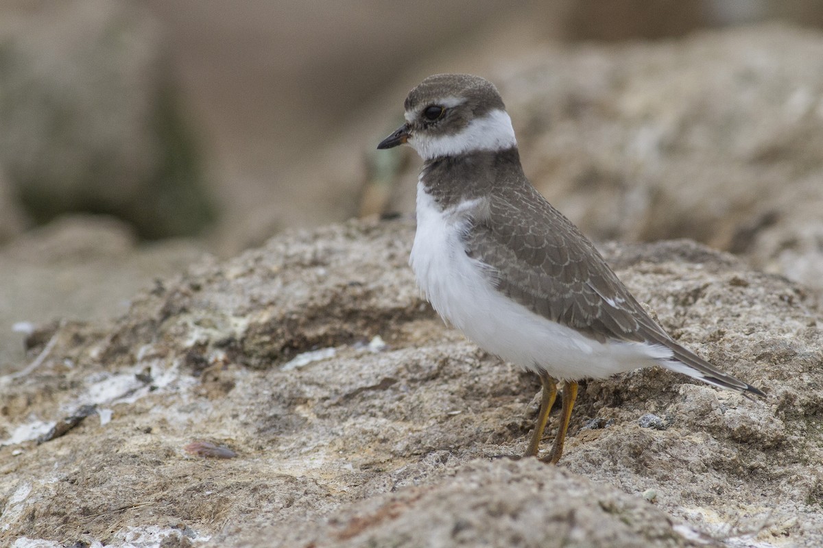 Semipalmated Plover - ML33304141