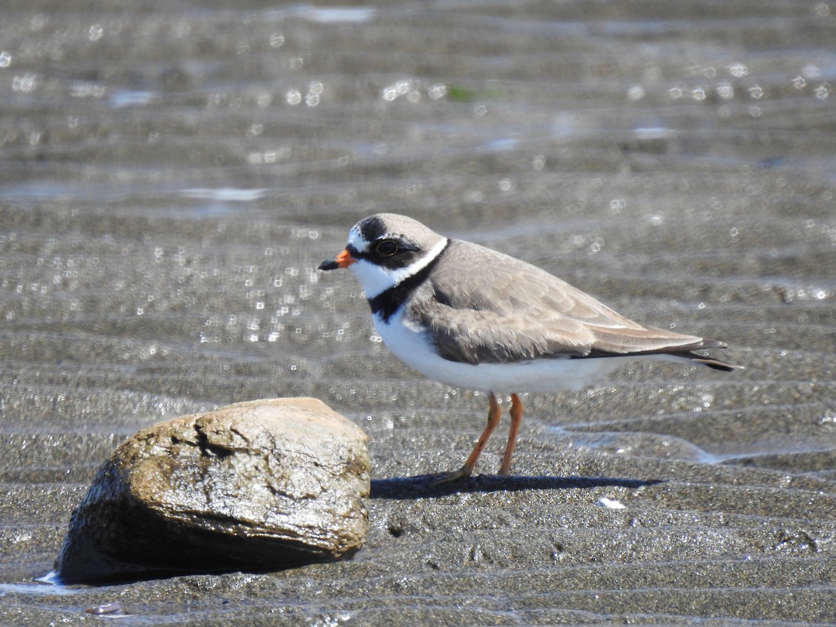 Semipalmated Plover - ML333041461