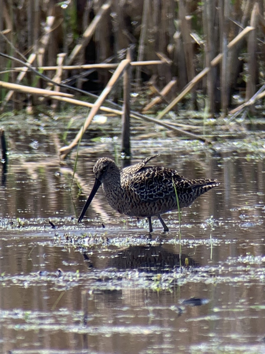 Long-billed Dowitcher - ML333042051