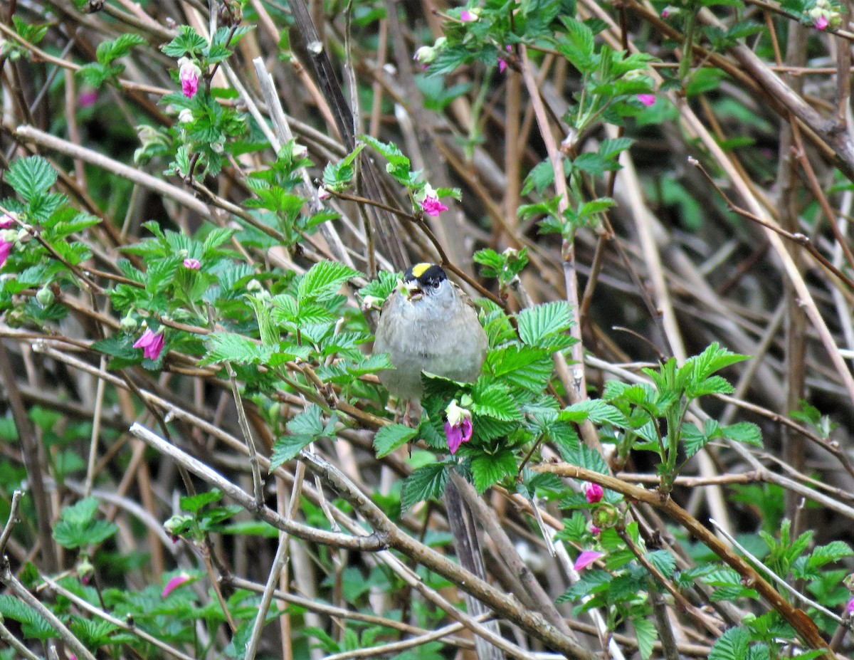 Golden-crowned Sparrow - ML333043401