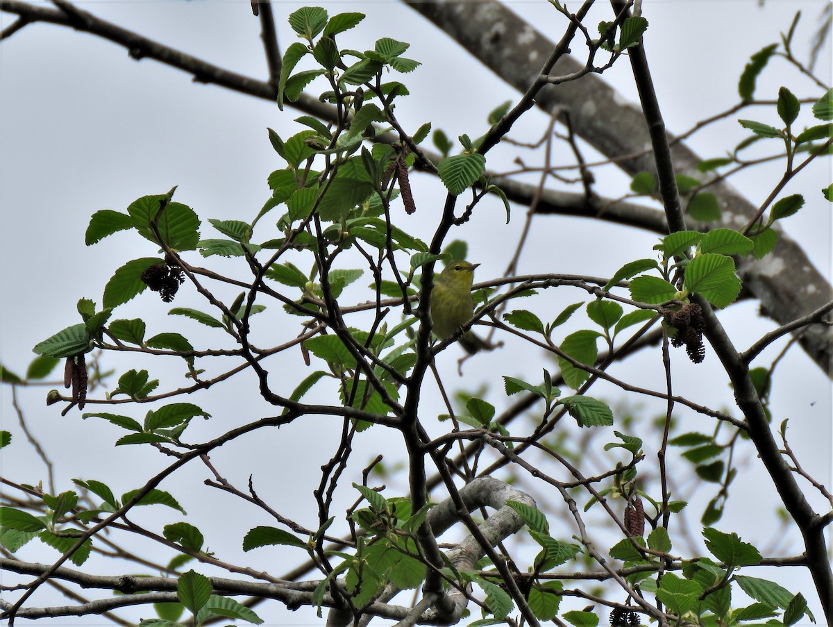 Orange-crowned Warbler - ML333044401