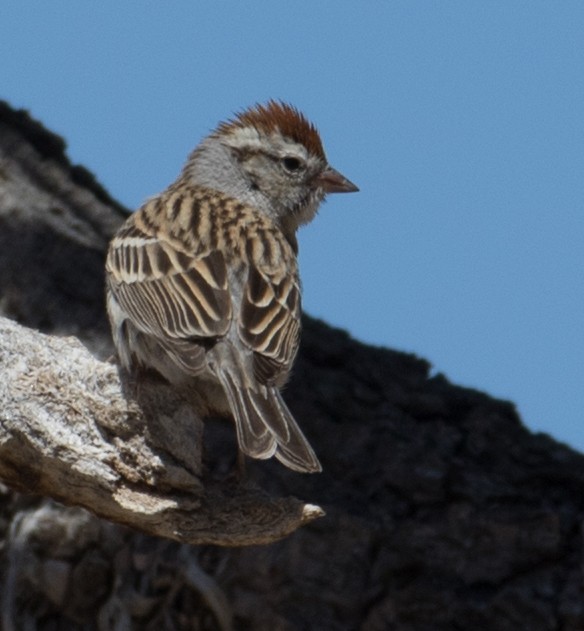 Chipping Sparrow - ML333044811
