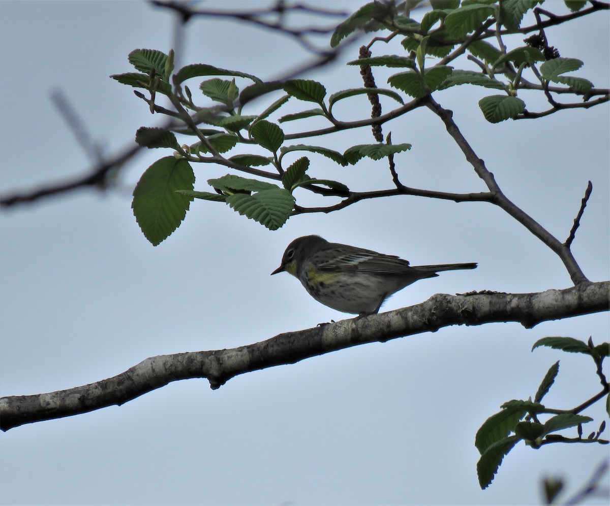Yellow-rumped Warbler (Audubon's) - ML333044861