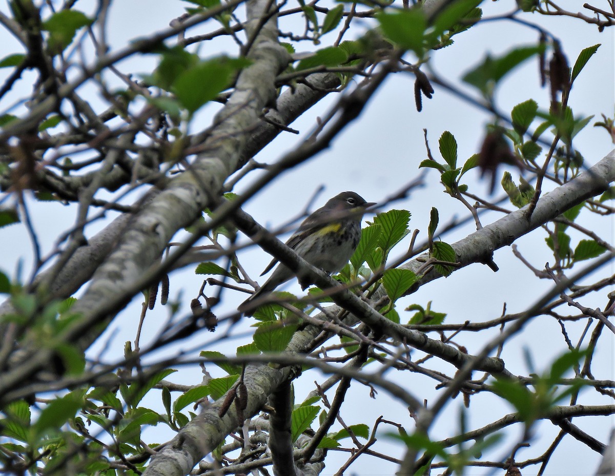Yellow-rumped Warbler (Audubon's) - Teresa Weismiller