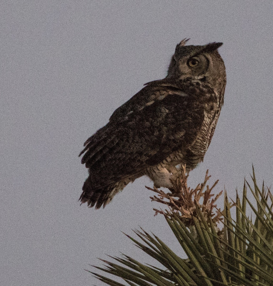 Great Horned Owl - ML333049821