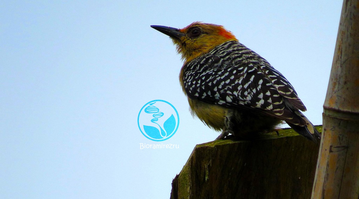 Red-crowned Woodpecker - ML33305001