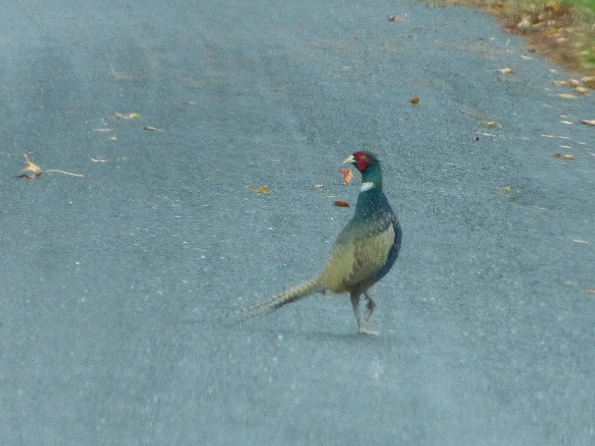Ring-necked/Green Pheasant - ML33305091