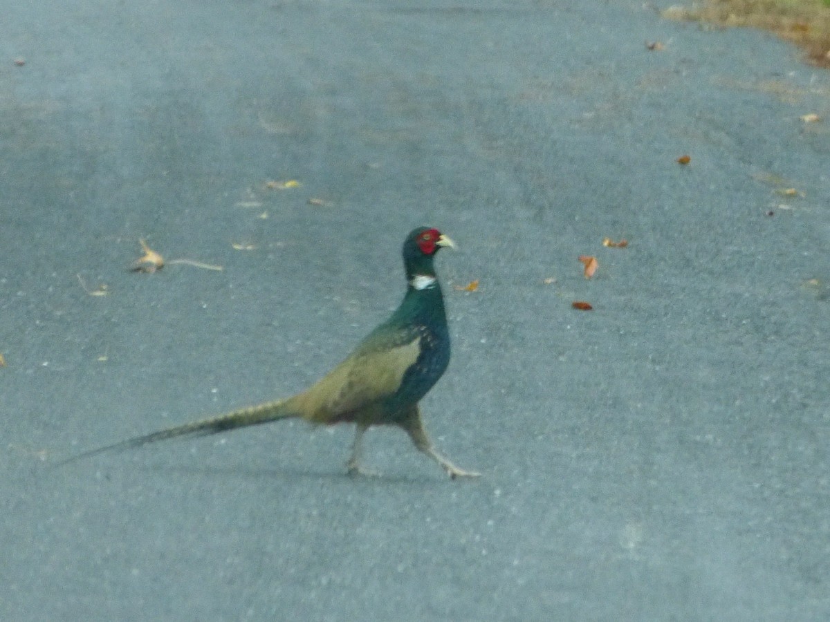 Ring-necked/Green Pheasant - ML33305101