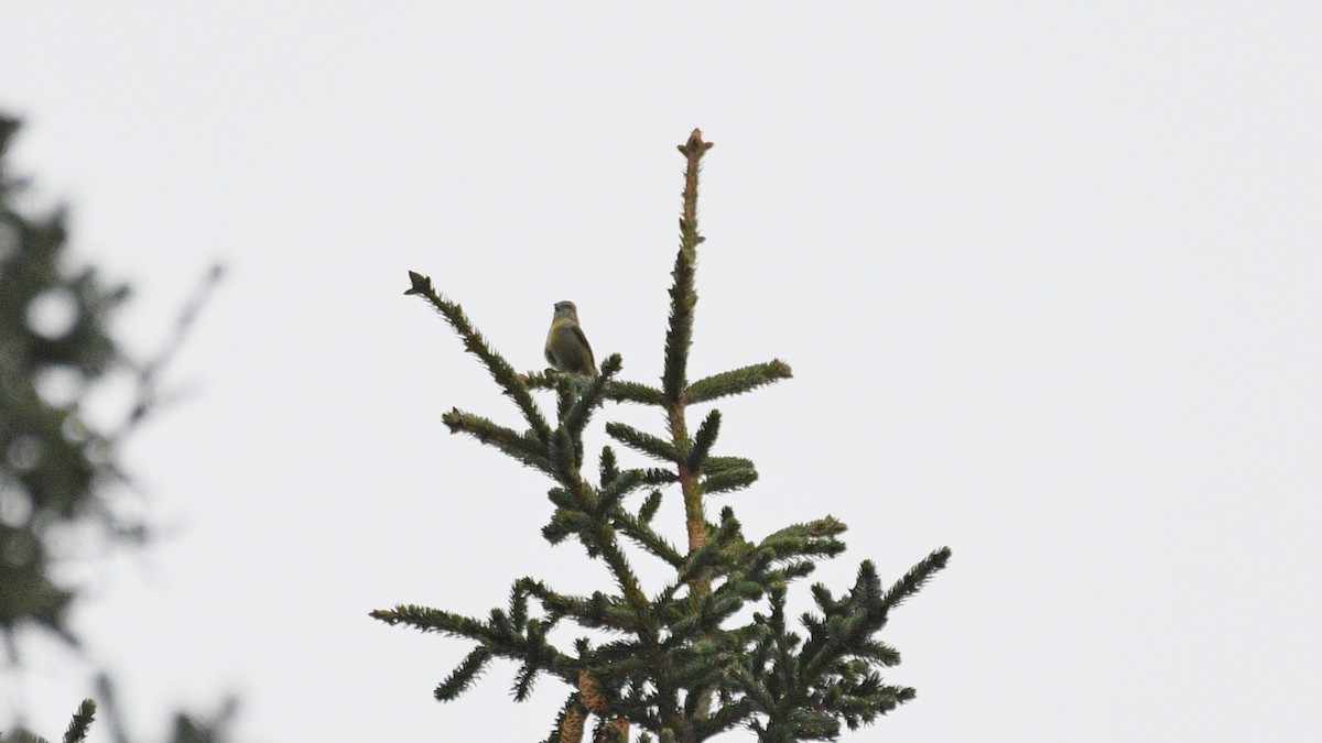 Red Crossbill (Sitka Spruce or type 10) - ML333051131