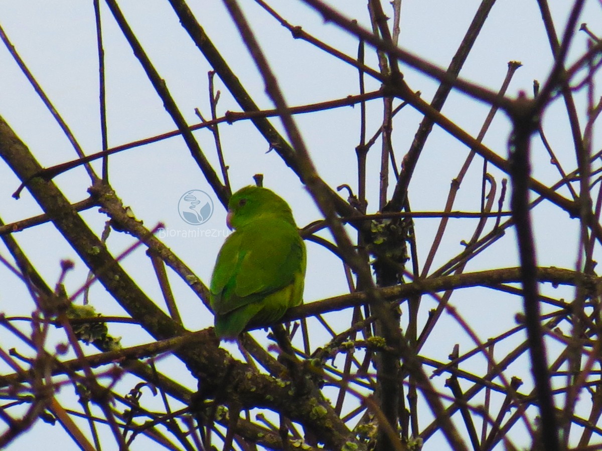 Spectacled Parrotlet - ML33305141