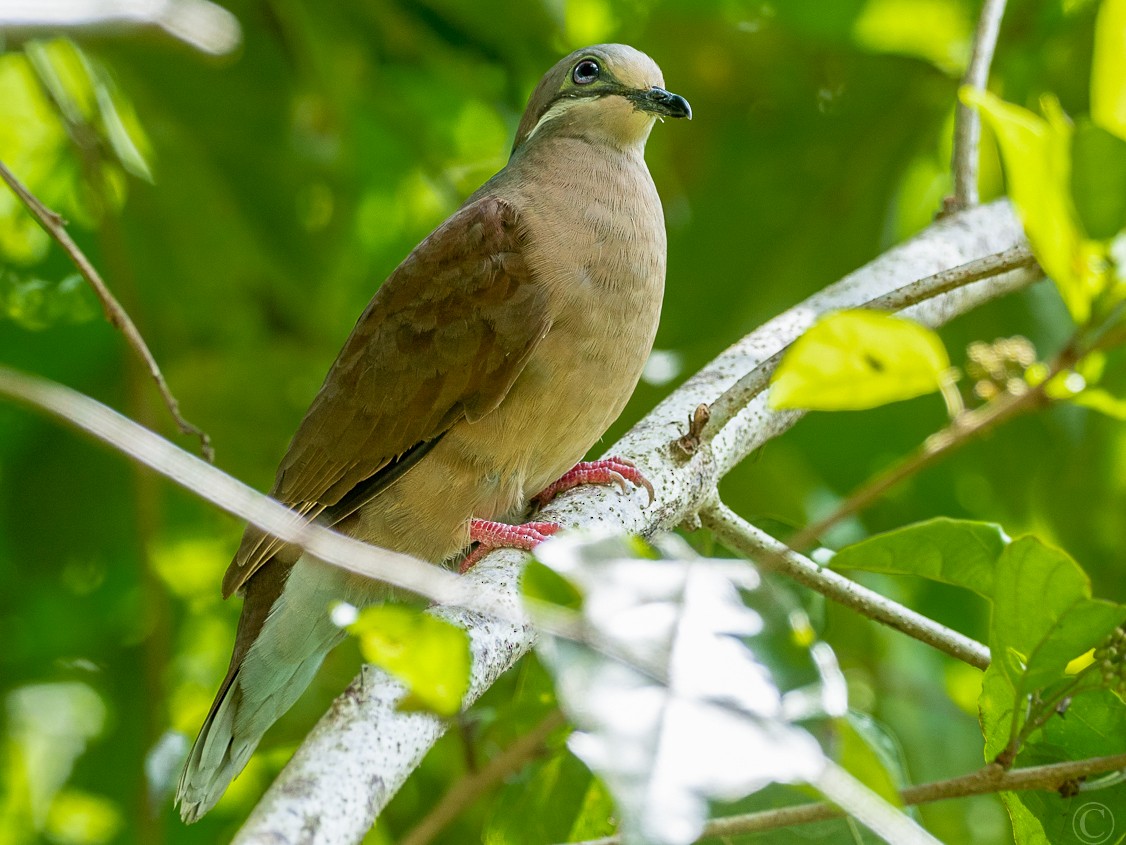White-eared Brown-Dove - Forest Botial-Jarvis