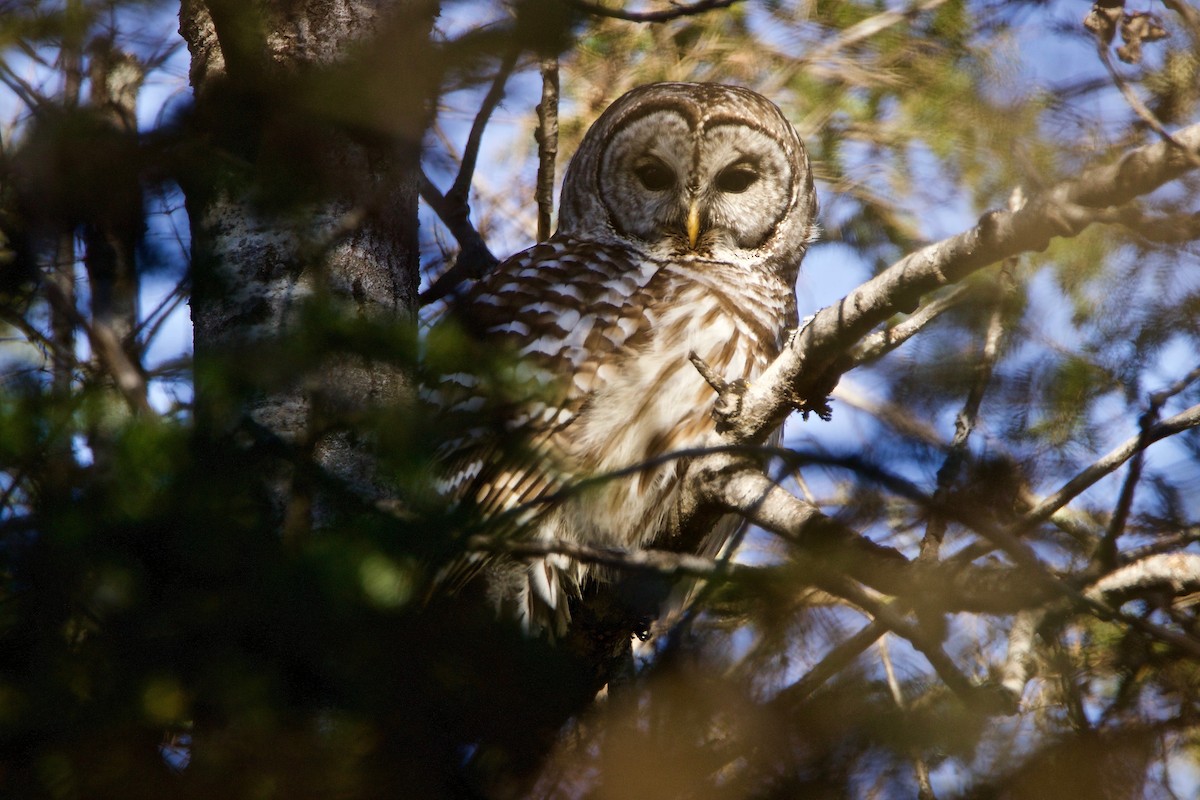 Barred Owl - ML333068171
