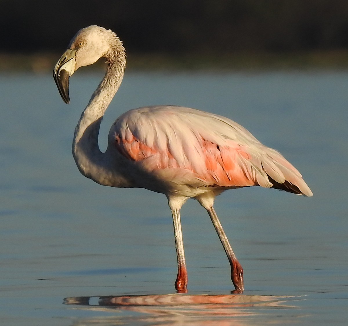 Chilean Flamingo - Edgar Romero