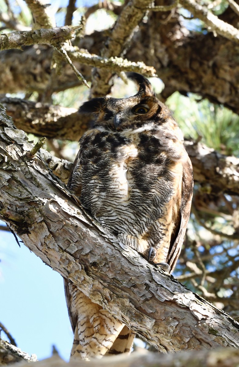 Great Horned Owl - ML333068661