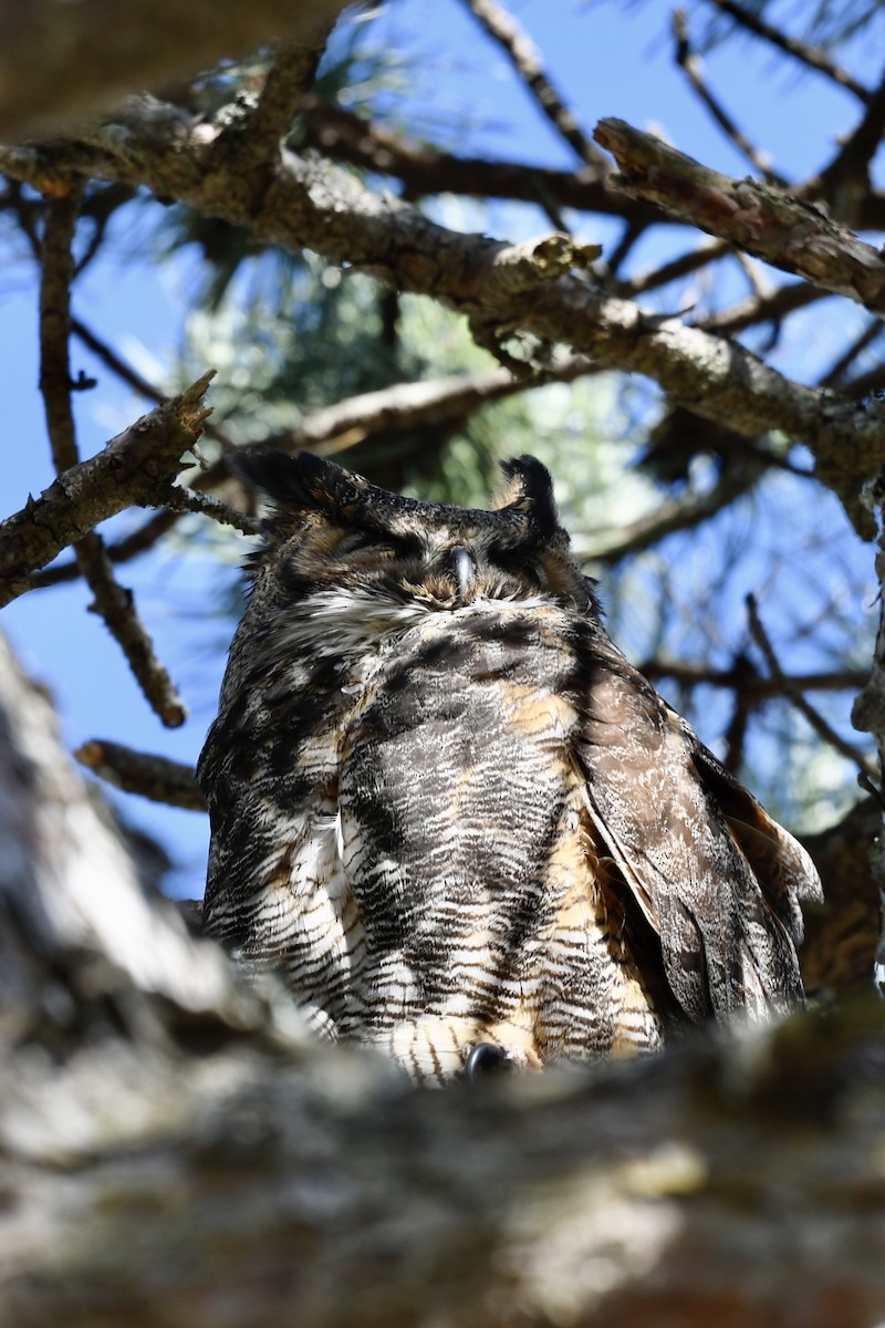 Great Horned Owl - ML333068721