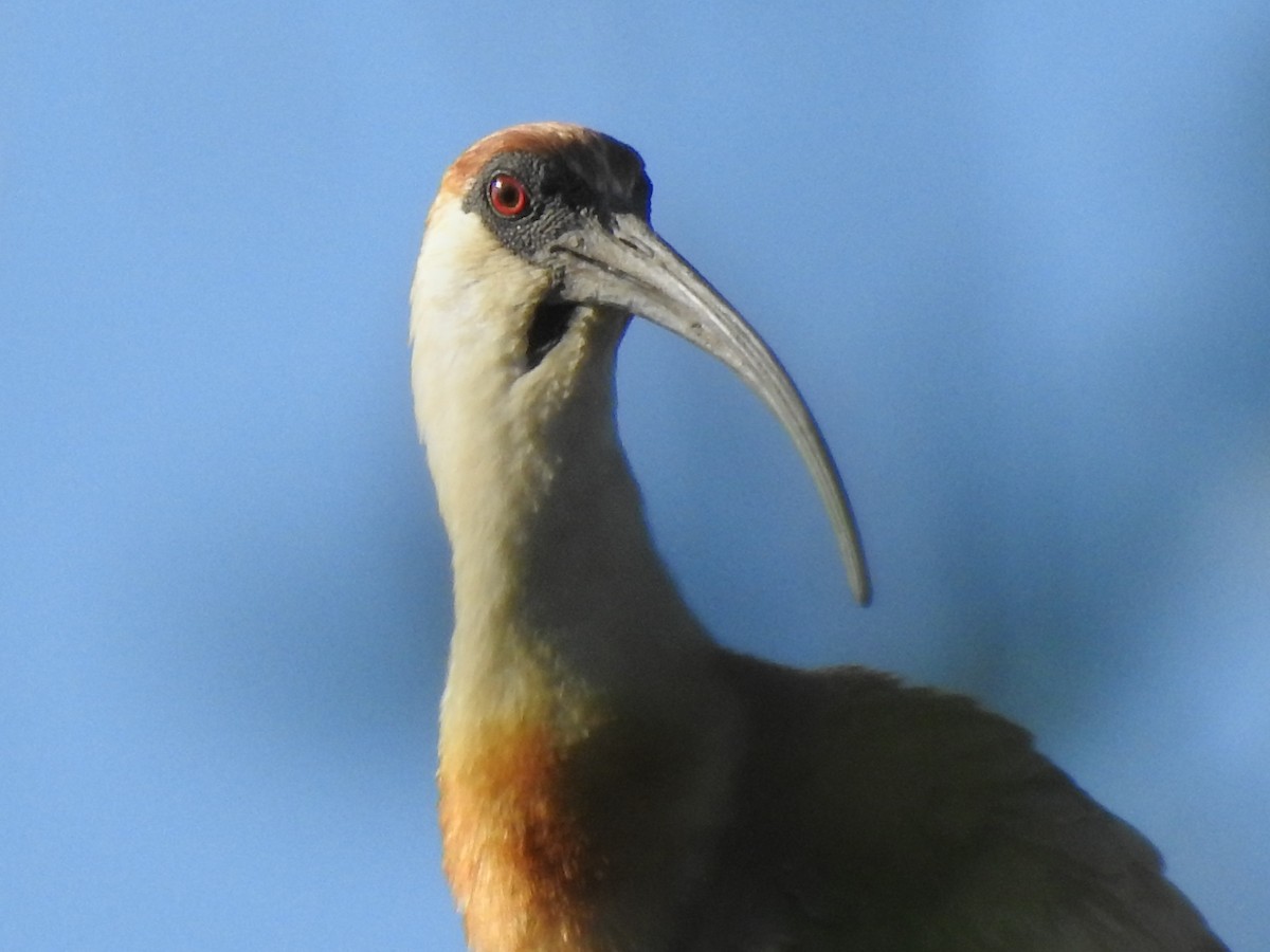 Buff-necked Ibis - ML333069211