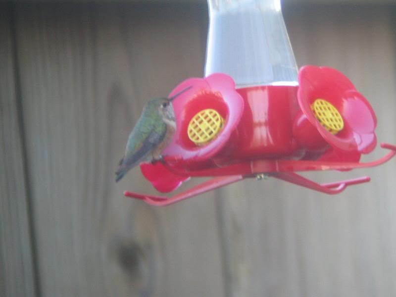 Allen's Hummingbird - ML33307261