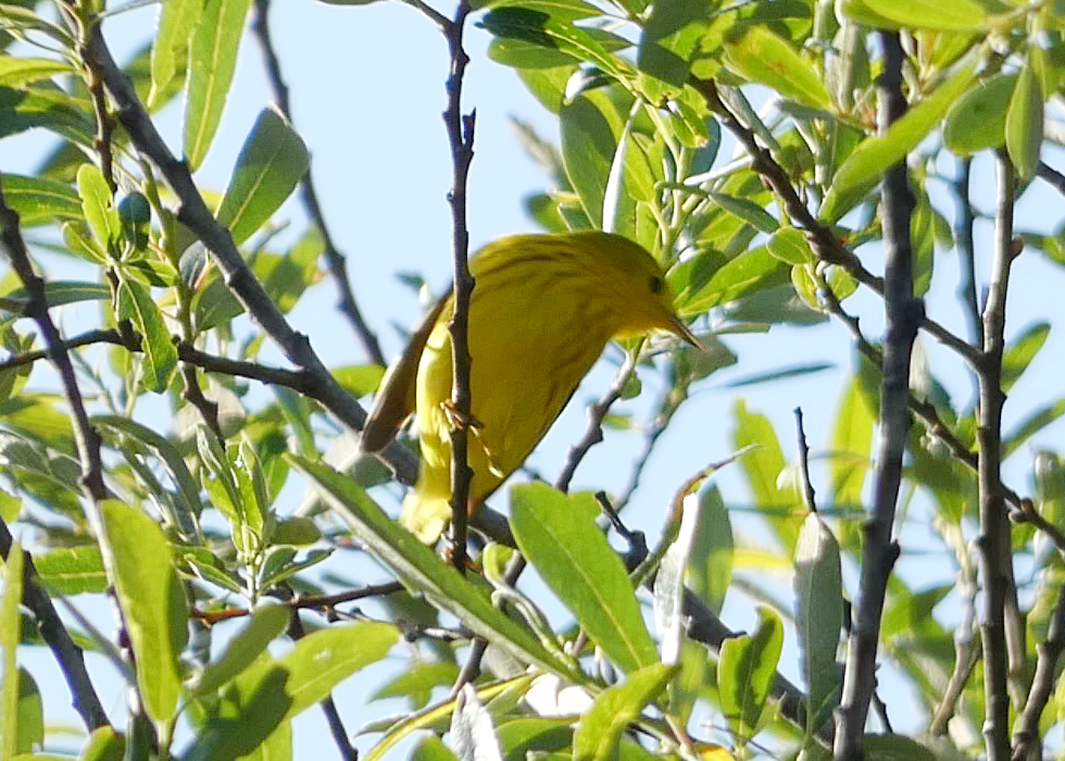 Yellow Warbler - Malini Kaushik
