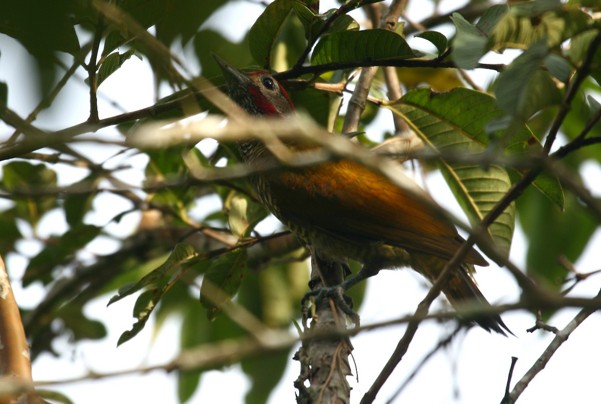 Golden-olive Woodpecker - ML33307411
