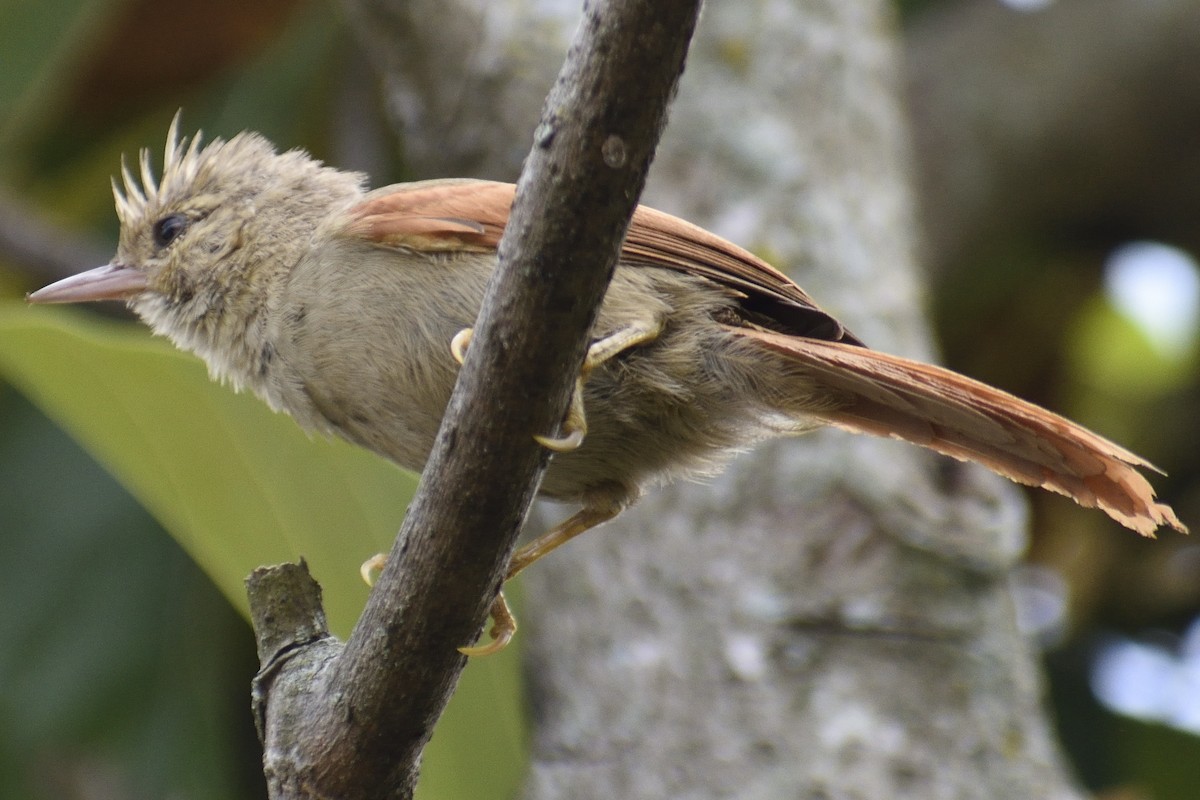 Crested Spinetail - ML333077061