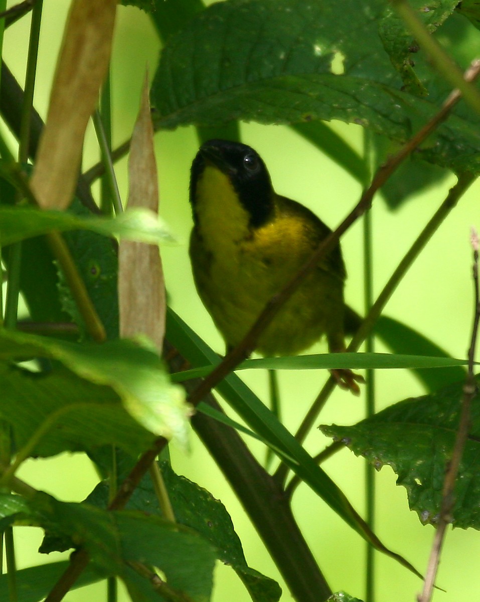 Olive-crowned Yellowthroat - ML33307751