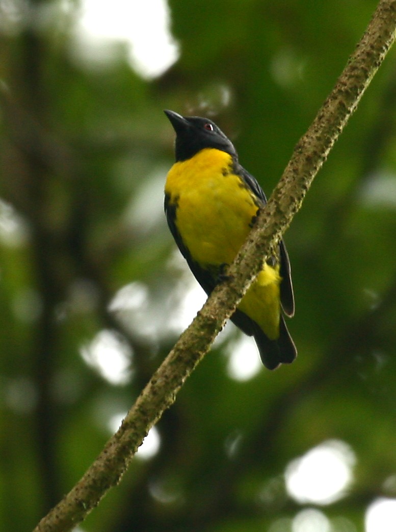 Blue-and-gold Tanager - Michael Woodruff