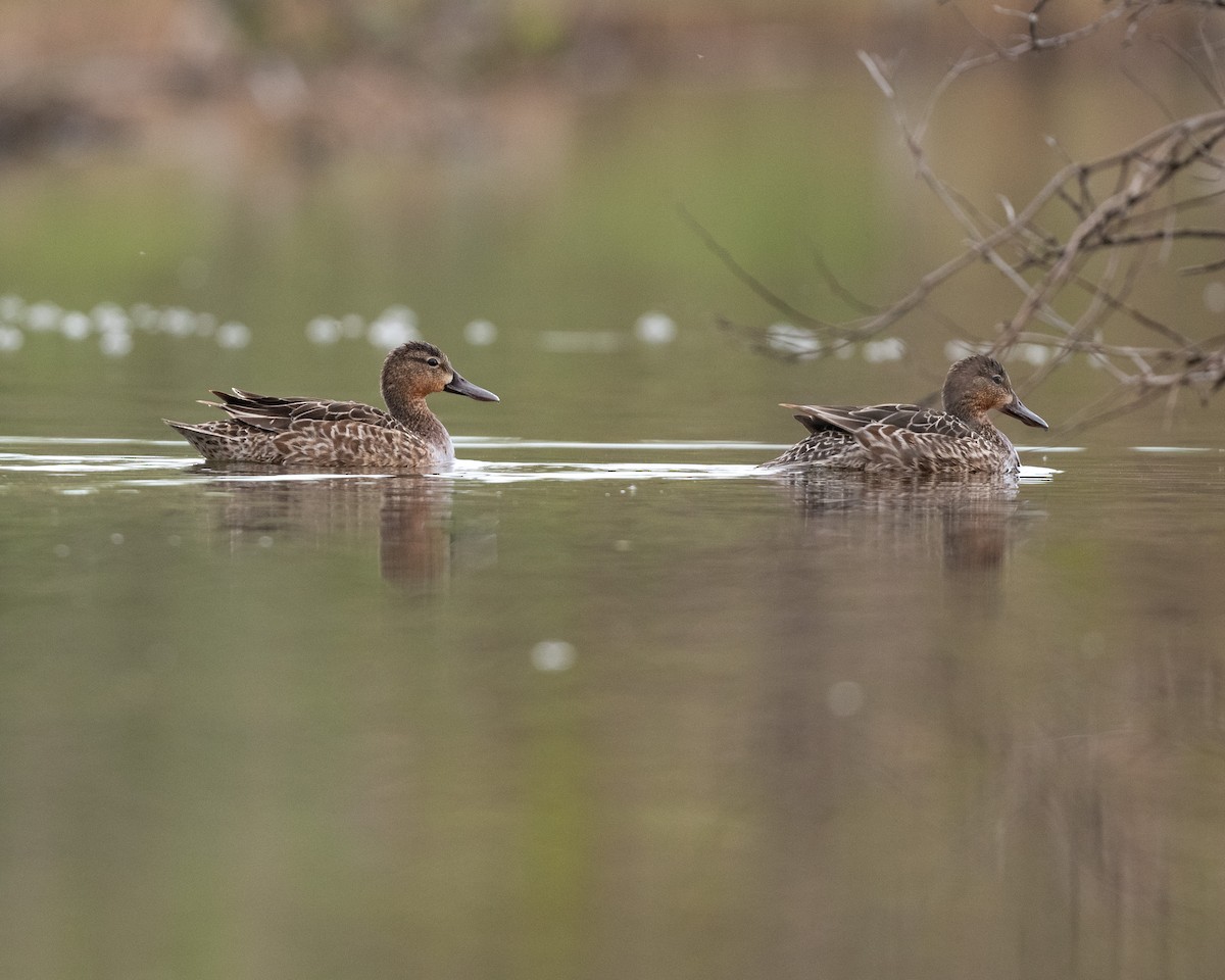 Blue-winged Teal - Shayna Marchese
