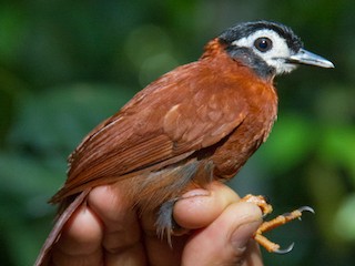  - White-masked Antbird