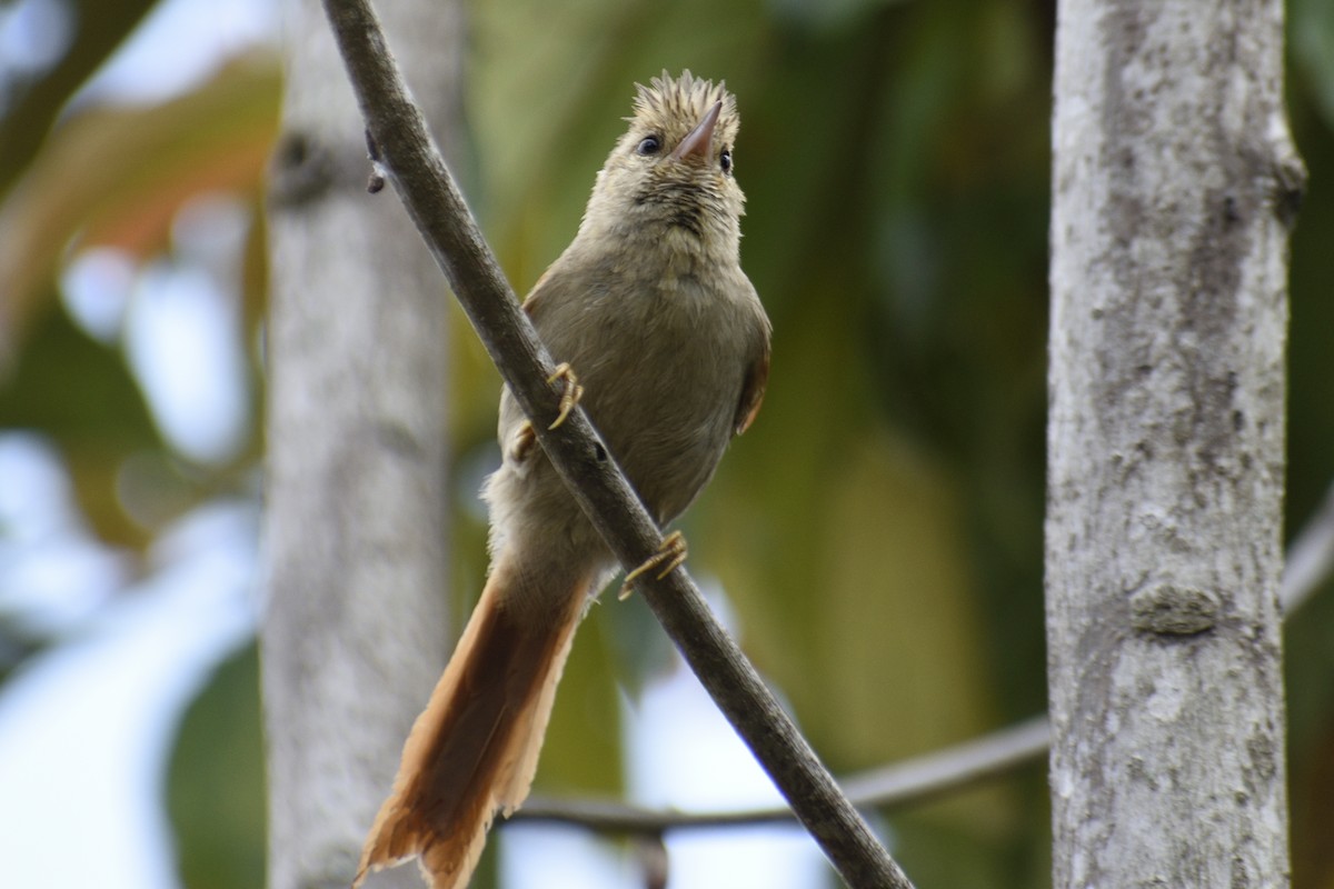 Crested Spinetail - ML333083441