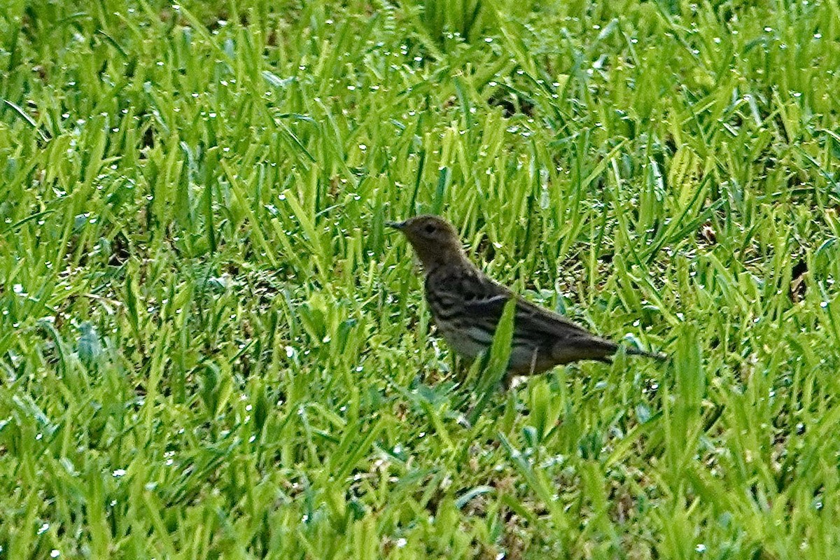 Red-throated Pipit - ML333087241