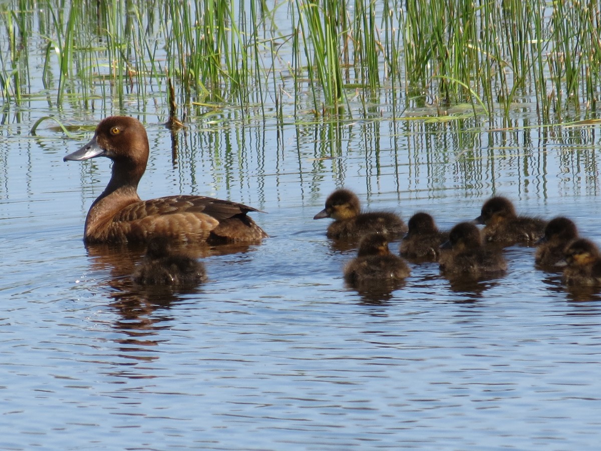 Greater Scaup - ML33308781